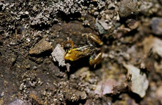 Image of Robber frog