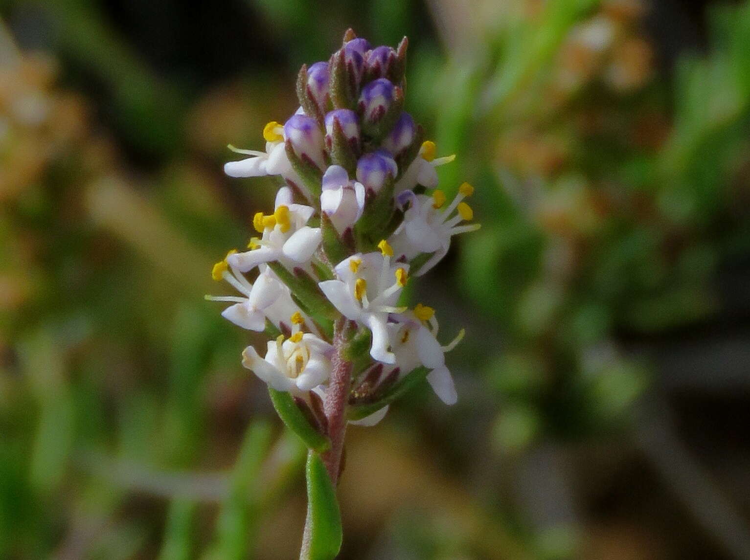 Image of Selago albida Choisy