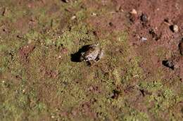 Image of Greenhouse Frog