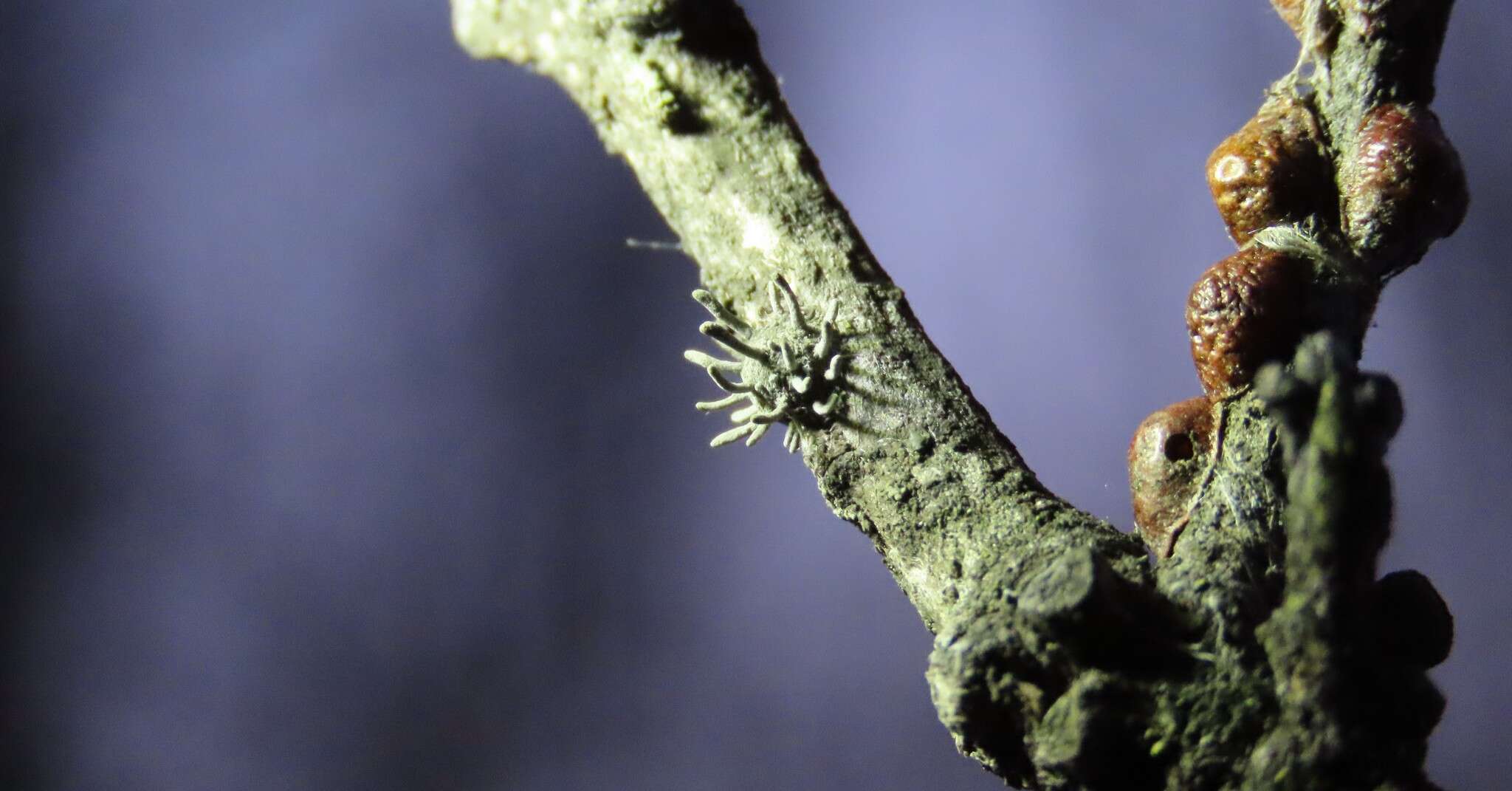 Image of Ophiocordyceps clavulata (Schwein.) Petch 1933