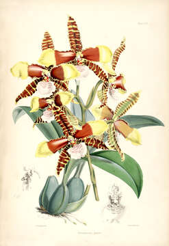 Image of Tiger orchid