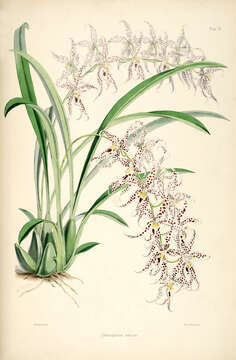 Image of Spotted Oncidium