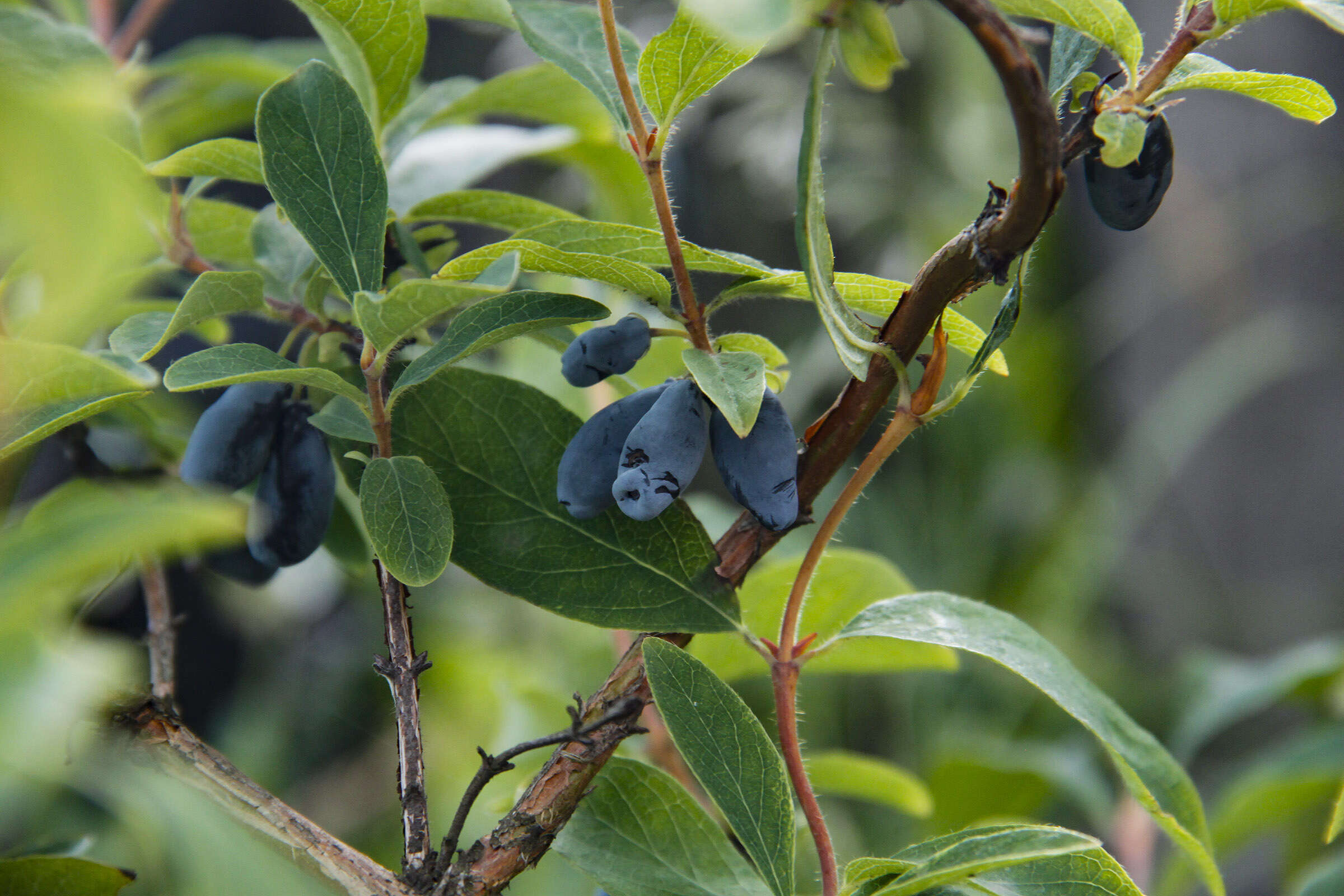 Imagem de Lonicera caerulea L.