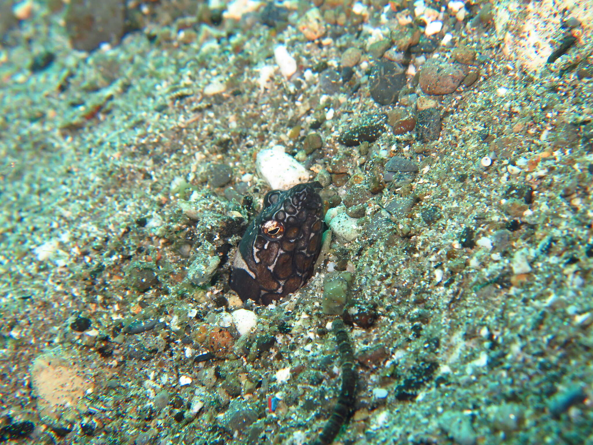 Image of Napoleon snake eel