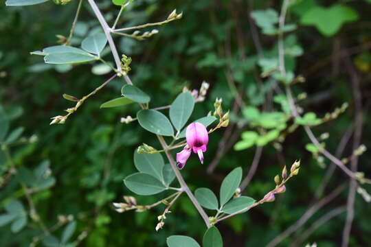 Image of bicolor lespedeza