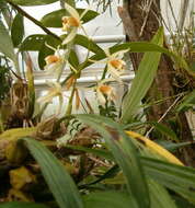 Image of Coelogyne trinervis Lindl.