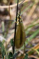 Image de Myrmecaelurus