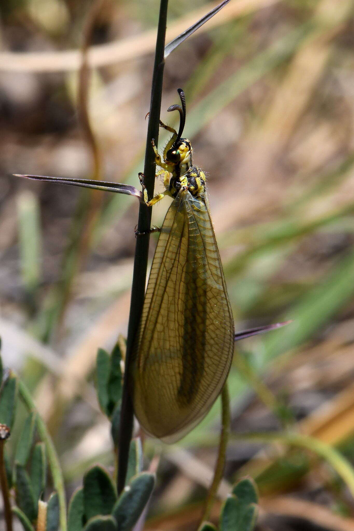 Image de Myrmecaelurus