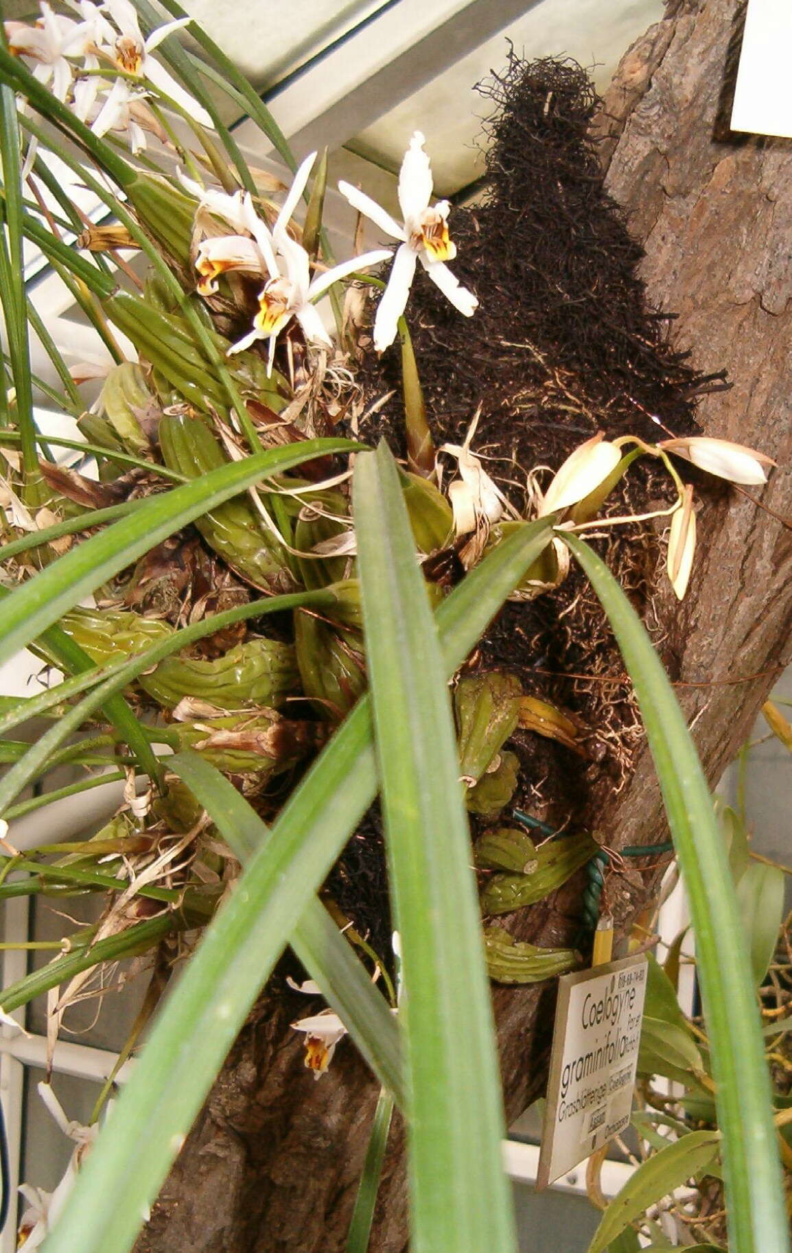 Image of Coelogyne viscosa Rchb. fil.