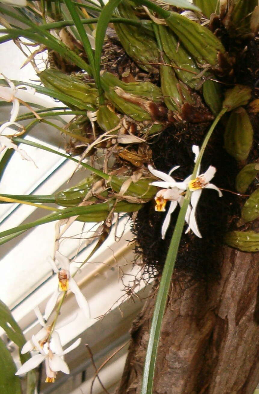 Coelogyne viscosa Rchb. fil. resmi