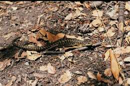 Image of northern alligator lizard