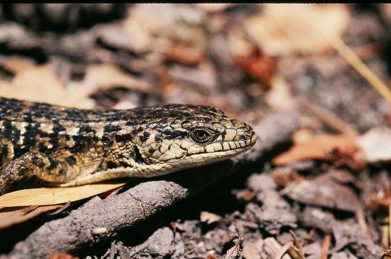 Image of northern alligator lizard