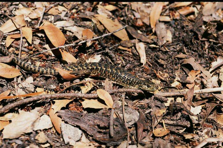 Image of northern alligator lizard