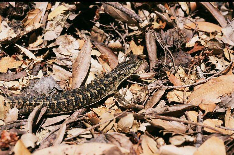 Image of northern alligator lizard