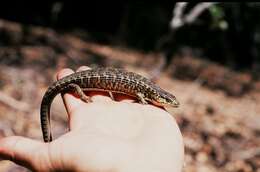 Image of northern alligator lizard