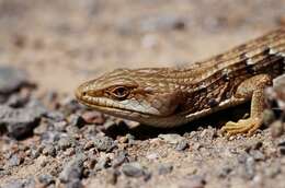 Image of Southern Alligator Lizard