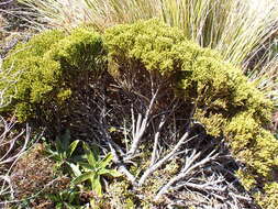 Image of Veronica tetragona Hook.