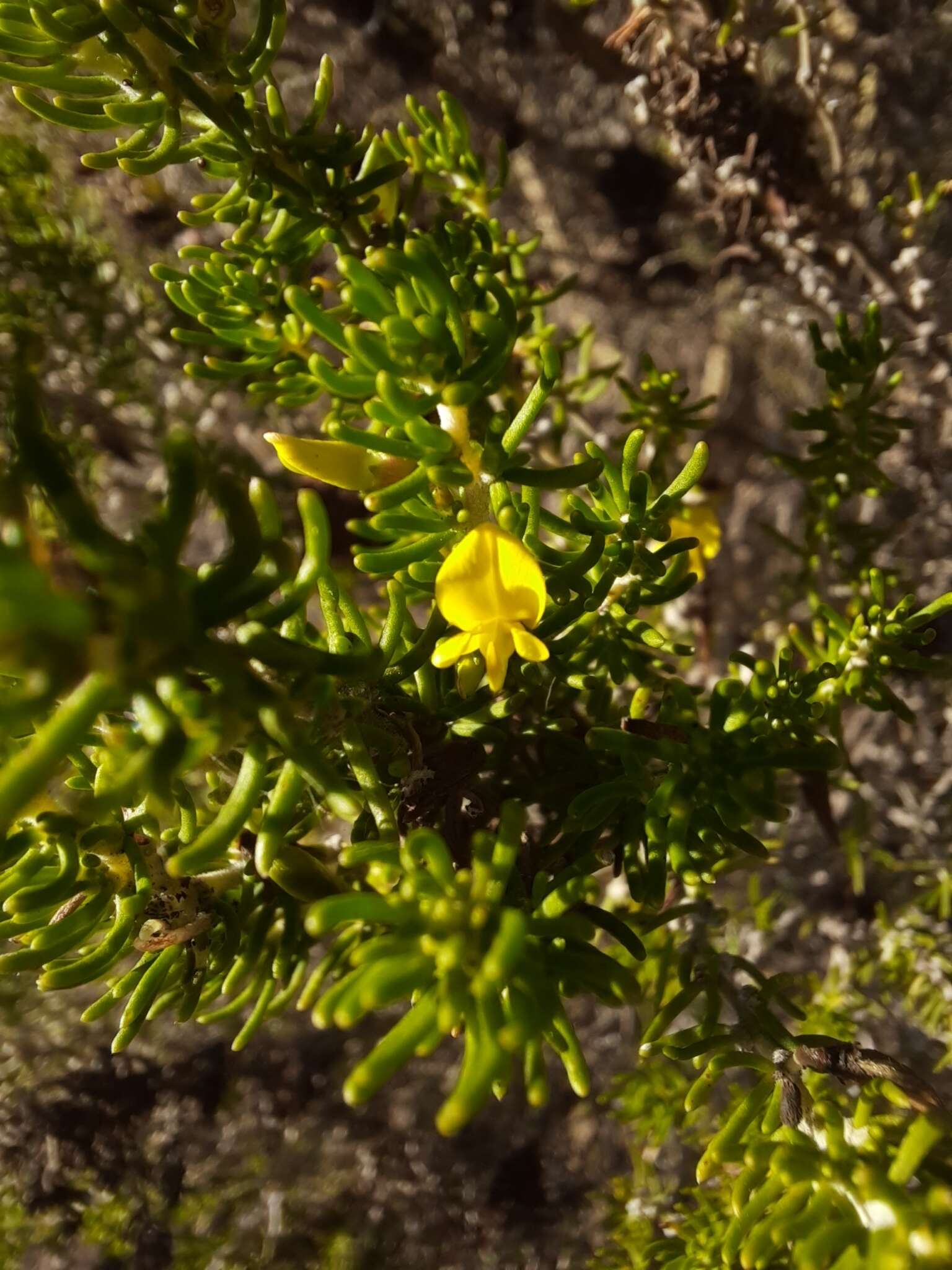 Image of Aspalathus lactea subsp. adelphea R. Dahlgren