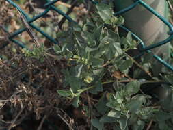 Image of Maximowicz's saltbush