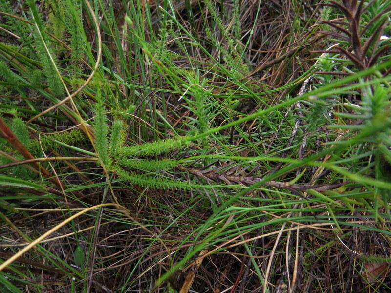 Image de Lobelia barkerae E. Wimm.