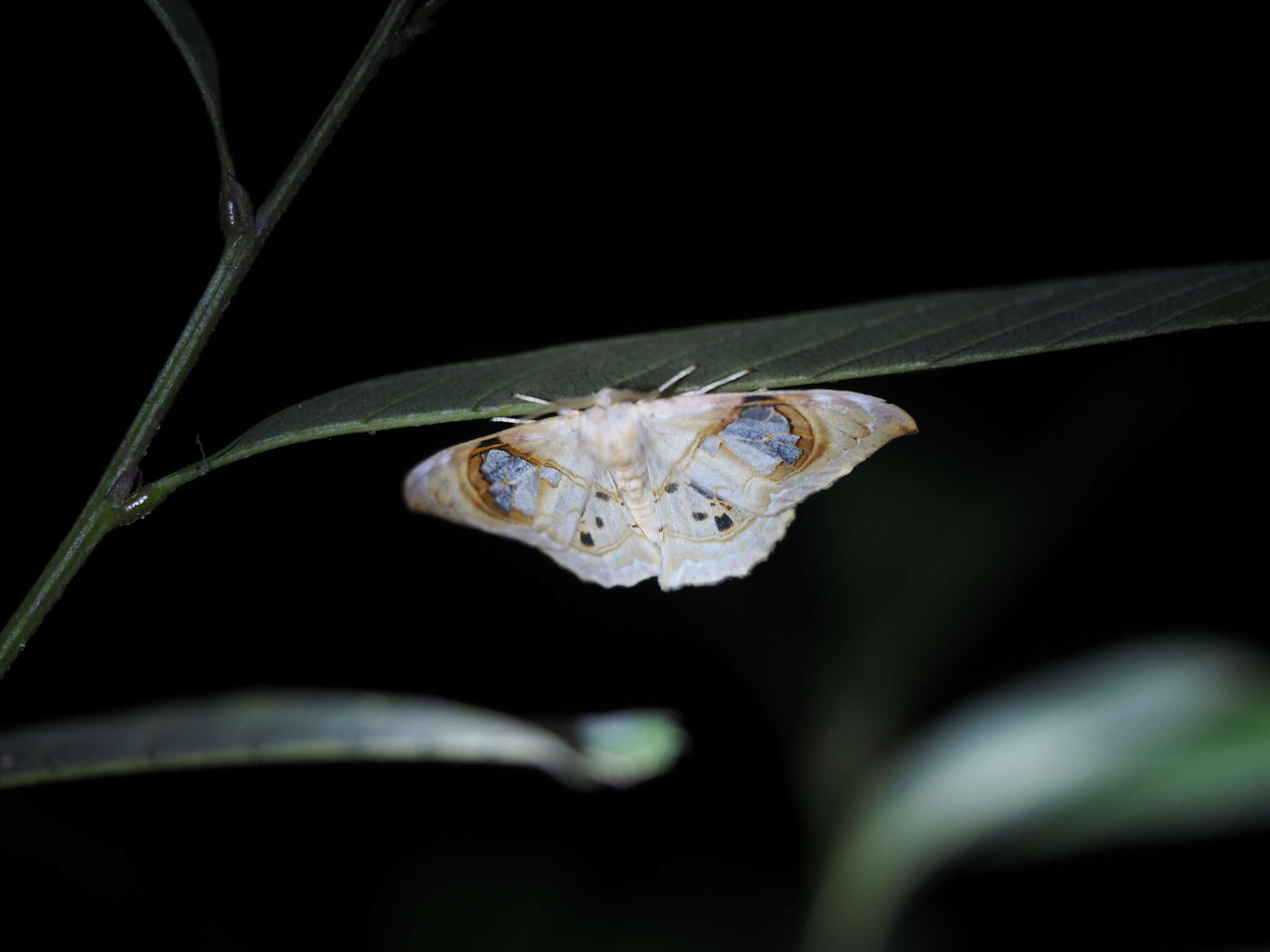 Image of Macrauzata maxima Inoue 1960