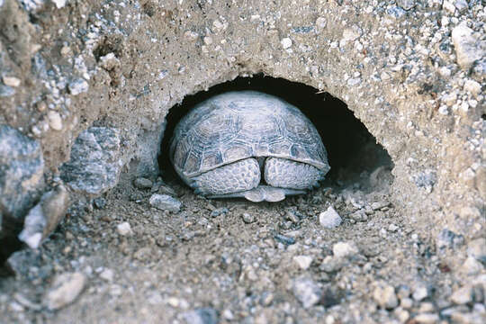 Image of desert tortoise