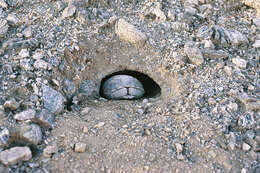 Image of desert tortoise