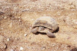 Image of desert tortoise