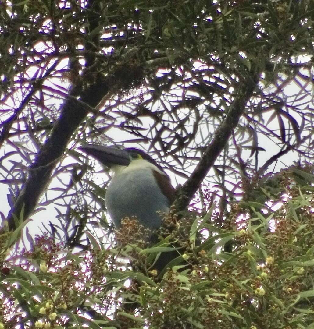 Image of Black-billed Mountain Toucan