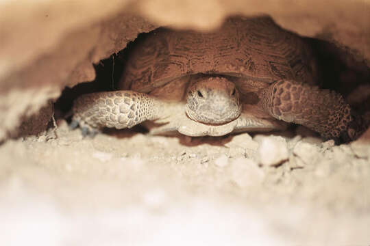 Image of desert tortoise