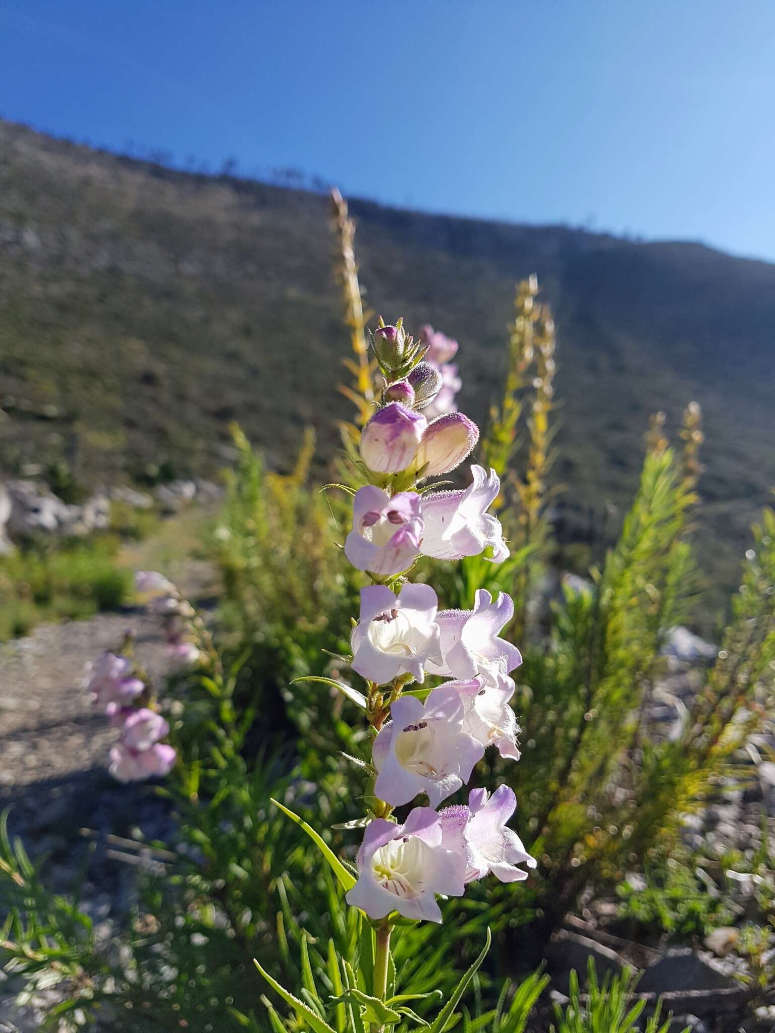 Penstemon leonensis Straw的圖片