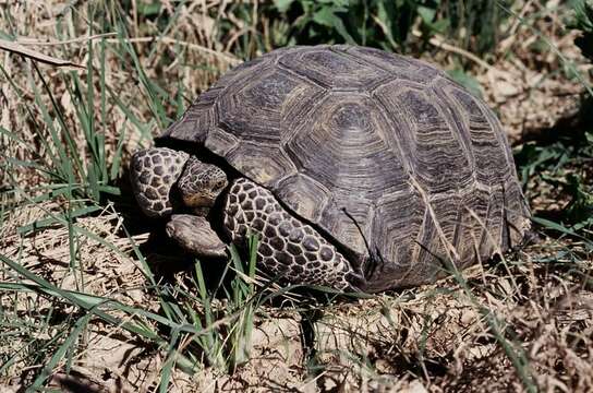 Image of desert tortoise