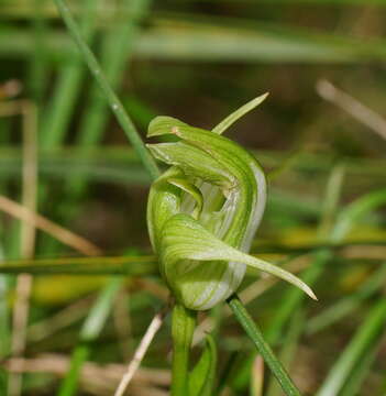 Image of Alpine greenhood