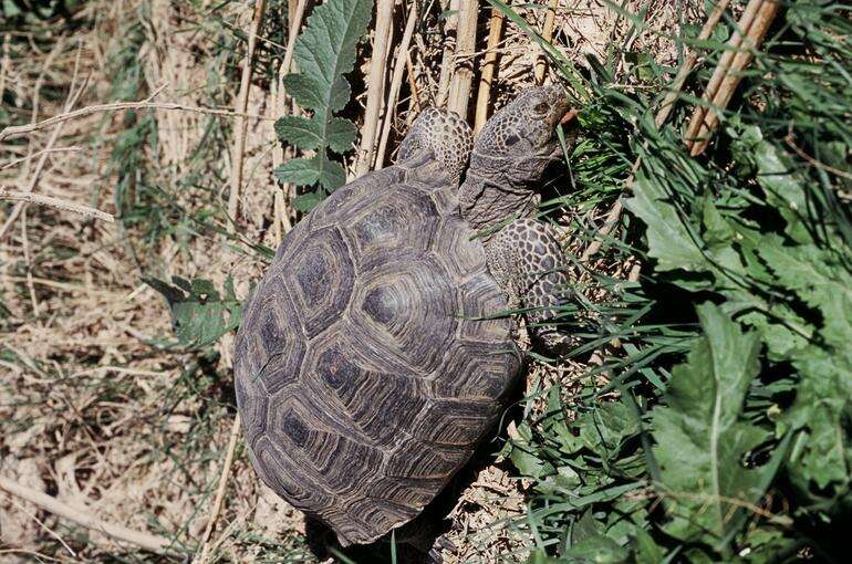 Image of desert tortoise