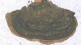Image of Phylloporia ribis (Schumach.) Ryvarden 1978