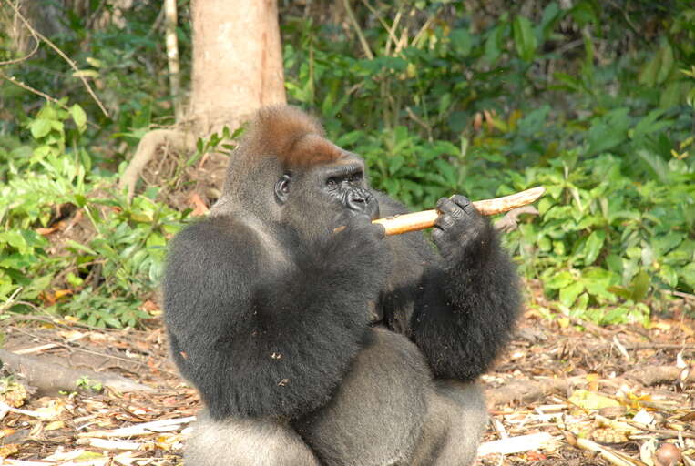 Image of Western Lowland Gorilla
