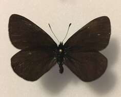 Image de <i>Erebia <i>magdalena</i></i> magdalena