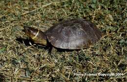 Image of Palawan Forest Turtle