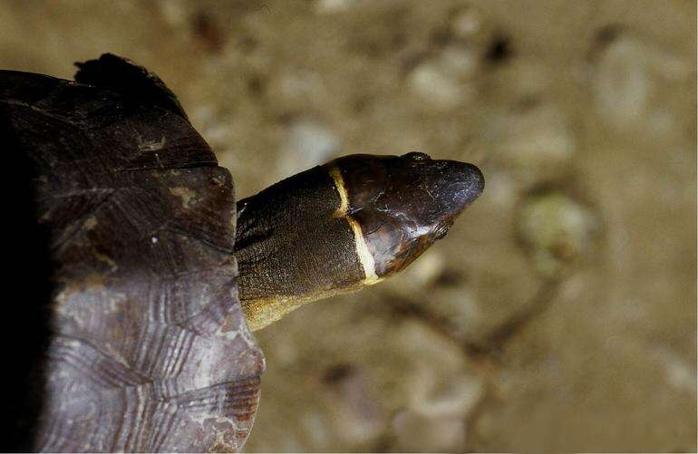 Image of Palawan Forest Turtle