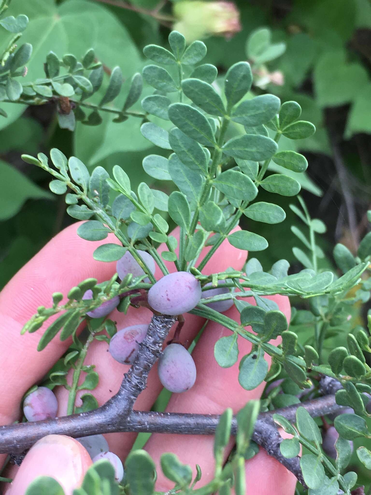 Image of Bursera exequielii León de la Luz