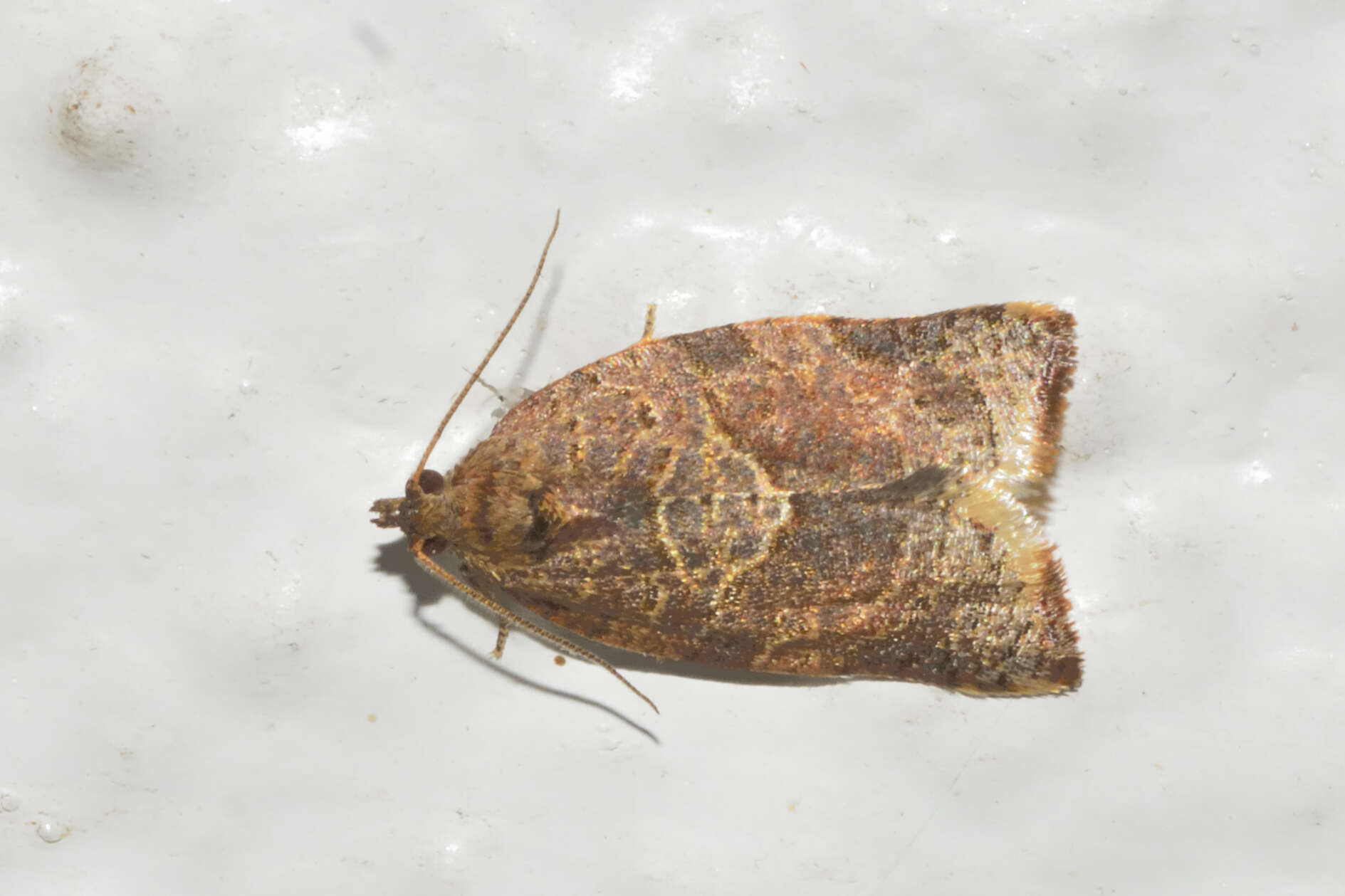 Image of Argyrotaenia confinis