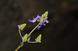 Image of <i>Coleus strobilifer</i>