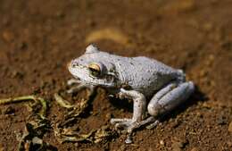 Image of Cuban Treefrog