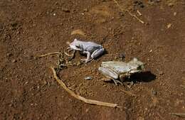 Image of Cuban Treefrog