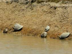 Image of Llanos Sideneck Turtle