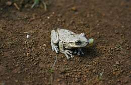 Image of Cuban Treefrog