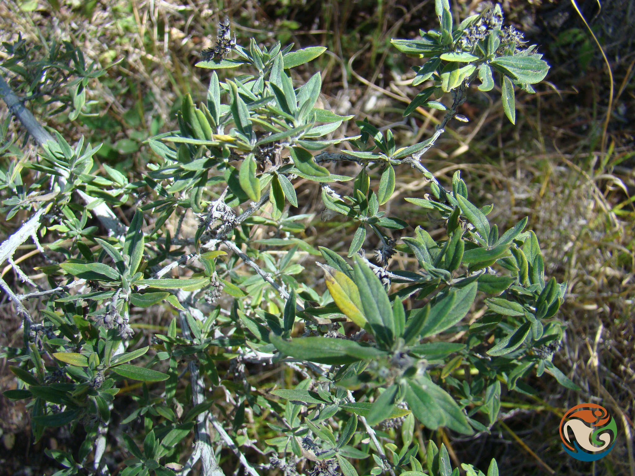 Image of Euploca mexicana