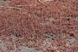 Image of Myriophyllum verrucosum Lindl.