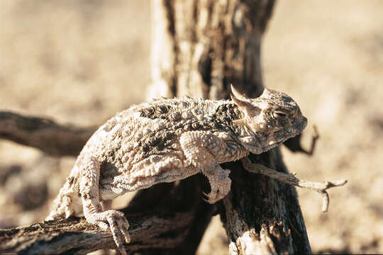 Image of Desert Horned Lizard