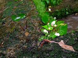 Image of Begonia tenuifolia Dryand.